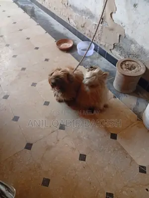 0-1 month Male Purebred Shih Tzu