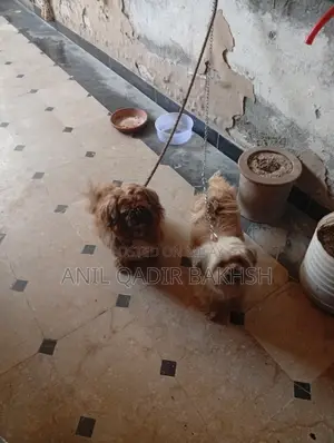 0-1 month Male Purebred Shih Tzu