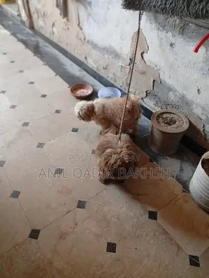 0-1 month Male Purebred Shih Tzu