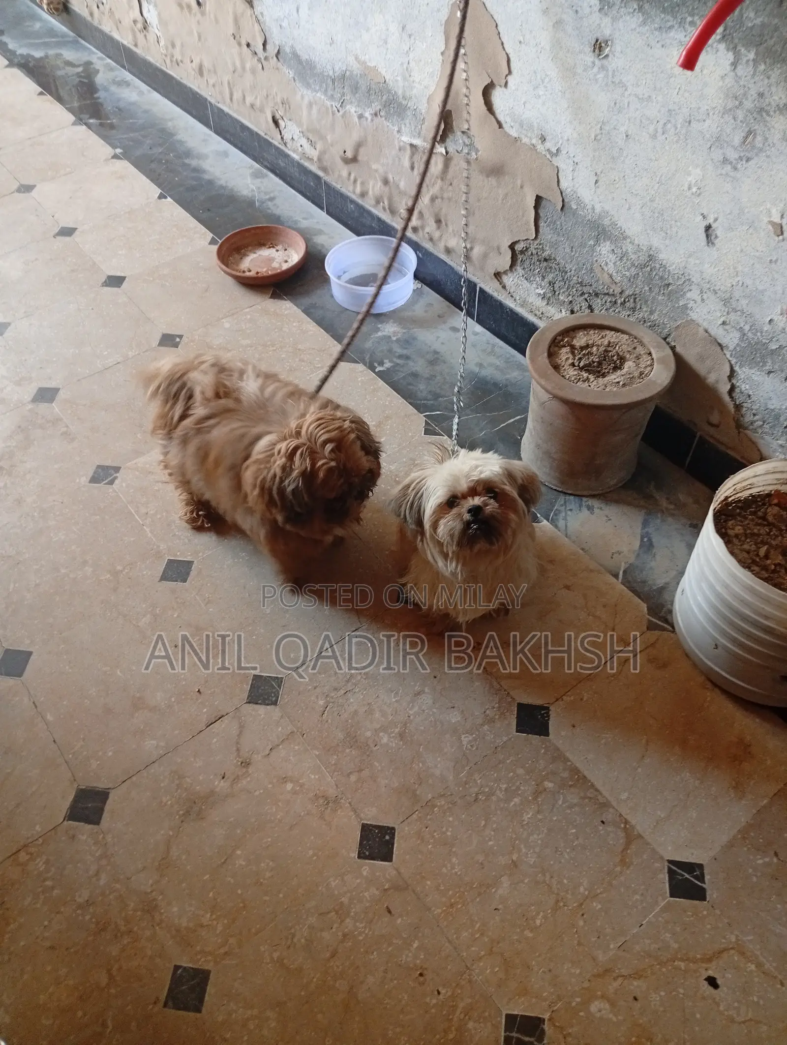 0-1 month Male Purebred Shih Tzu