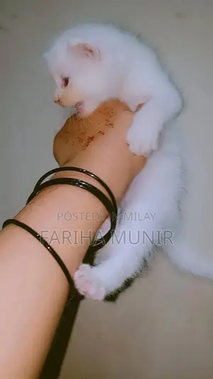 Photo - Handmade Foodie Chicken Plush - Cute Culinary Companion