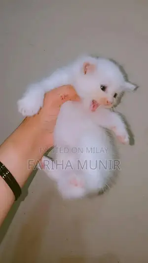 Handmade Foodie Chicken Plush - Cute Culinary Companion