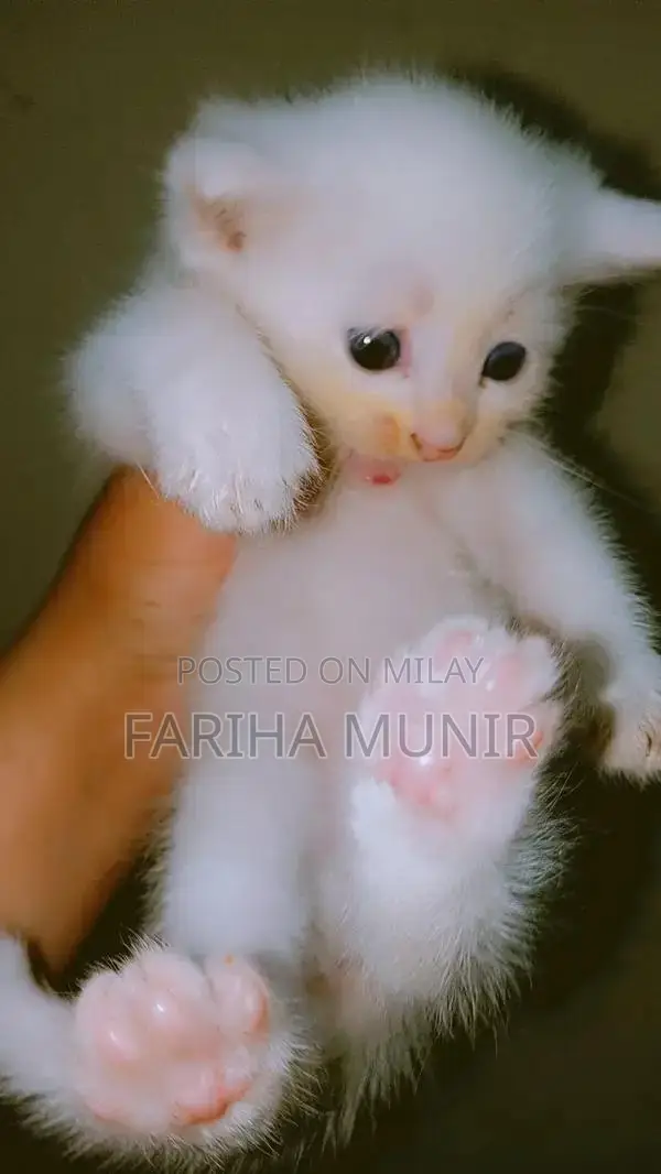 Handmade Foodie Chicken Plush - Cute Culinary Companion