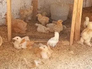 Photo - Golden Buff Poultry Chicks - Mixed Age Broiler Chickens