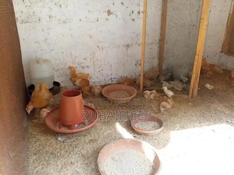 Golden Buff Poultry Chicks - Mixed Age Broiler Chickens