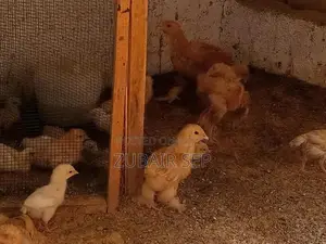 Golden Buff Poultry Chicks - Mixed Age Broiler Chickens