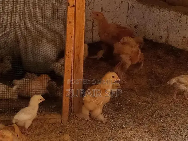 Golden Buff Poultry Chicks - Mixed Age Broiler Chickens