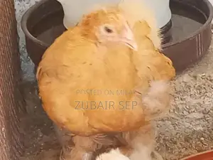 Golden Buff Poultry Chicks - Mixed Age Broiler Chickens