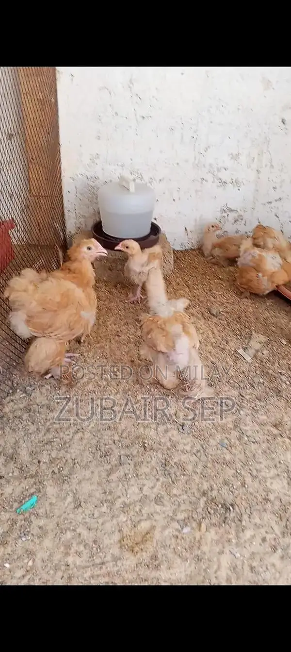 Golden Buff Poultry Chicks - Mixed Age Broiler Chickens