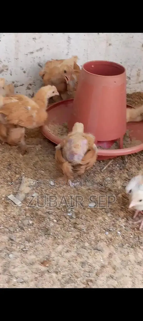 Golden Buff Poultry Chicks - Mixed Age Broiler Chickens