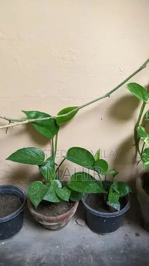 Photo - Indoor Money Plants - Decorative Houseplant for Rooms and Corridors