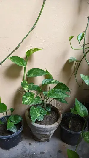 Indoor Money Plants - Decorative Houseplant for Rooms and Corridors