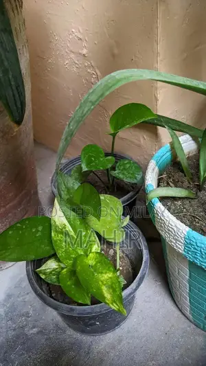 Indoor Money Plants - Decorative Houseplant for Rooms and Corridors