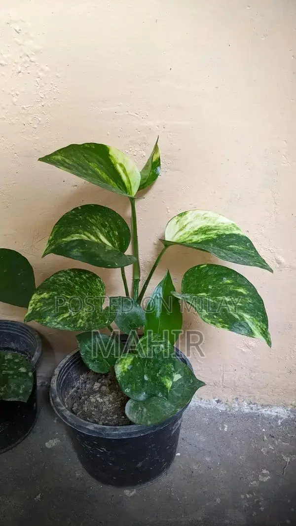 Indoor Money Plants - Decorative Houseplant for Rooms and Corridors