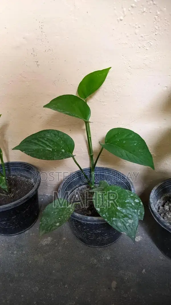 Indoor Money Plants - Decorative Houseplant for Rooms and Corridors