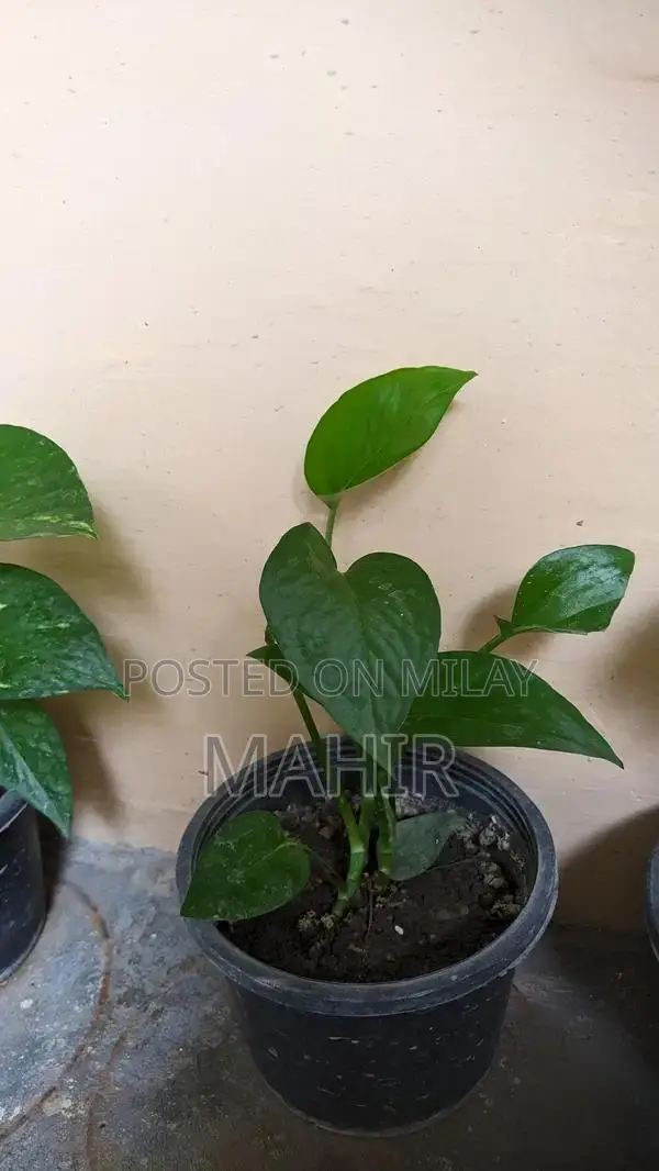 Indoor Money Plants - Decorative Houseplant for Rooms and Corridors