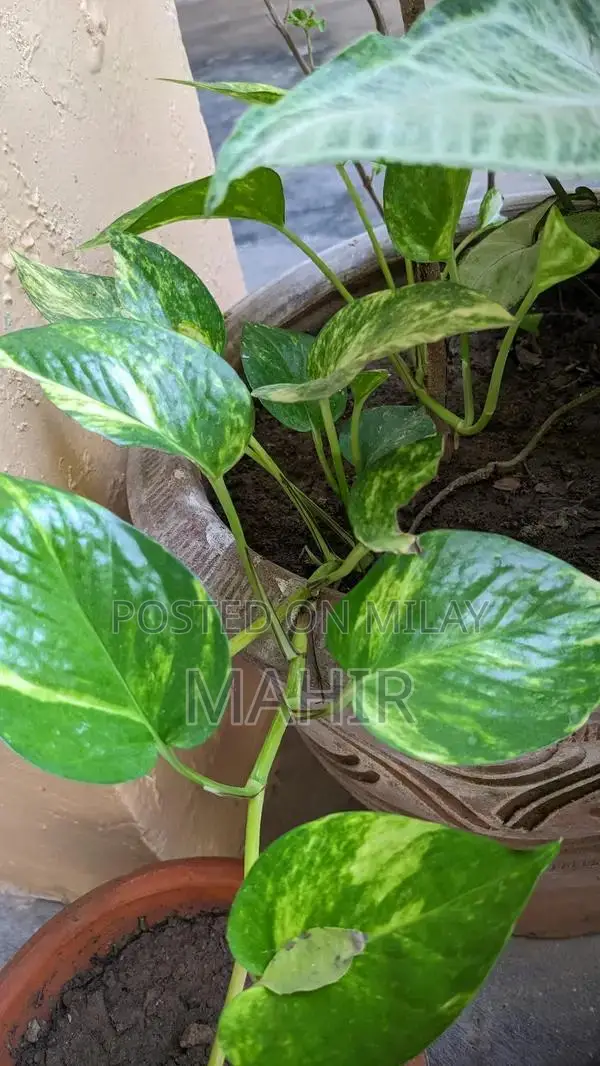 Indoor Money Plants - Decorative Houseplant for Rooms and Corridors