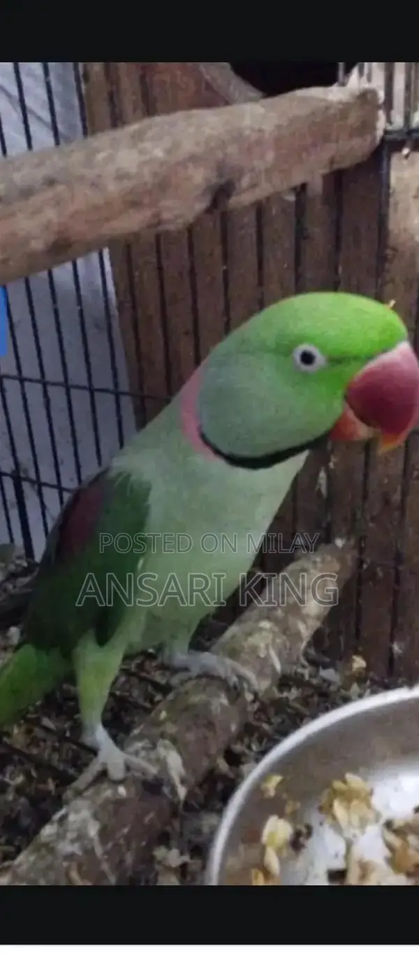 Kashmiri Talking Male Parrot - Active Breeder Bird