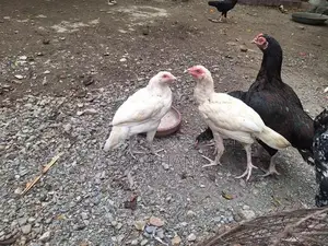 Photo - Premium Aseel Chicken Pair - White Plumage High-Quality Breeding Stock