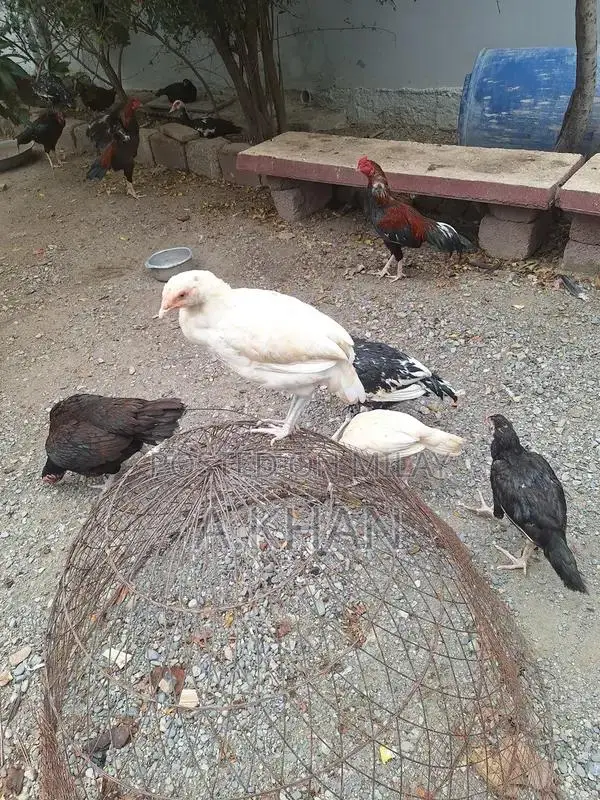Premium Aseel Chicken Pair - White Plumage High-Quality Breeding Stock