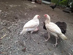 Premium Aseel Chicken Pair - White Plumage High-Quality Breeding Stock