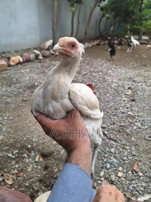 Premium Aseel Chicken Pair - White Plumage High-Quality Breeding Stock