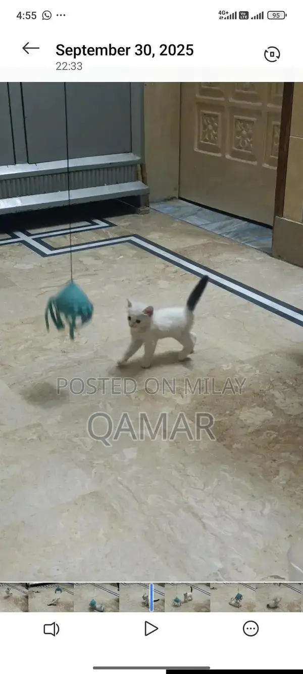 White Persian Kitten - Single Cross Breed