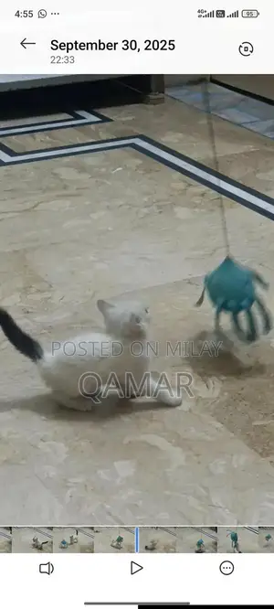 White Persian Kitten - Single Cross Breed