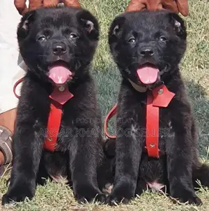 Kurdish Kangal Puppies - Guard Dog Breed, 2 Months Old
