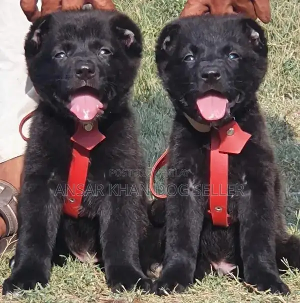 Kurdish Kangal Puppies - Guard Dog Breed, 2 Months Old