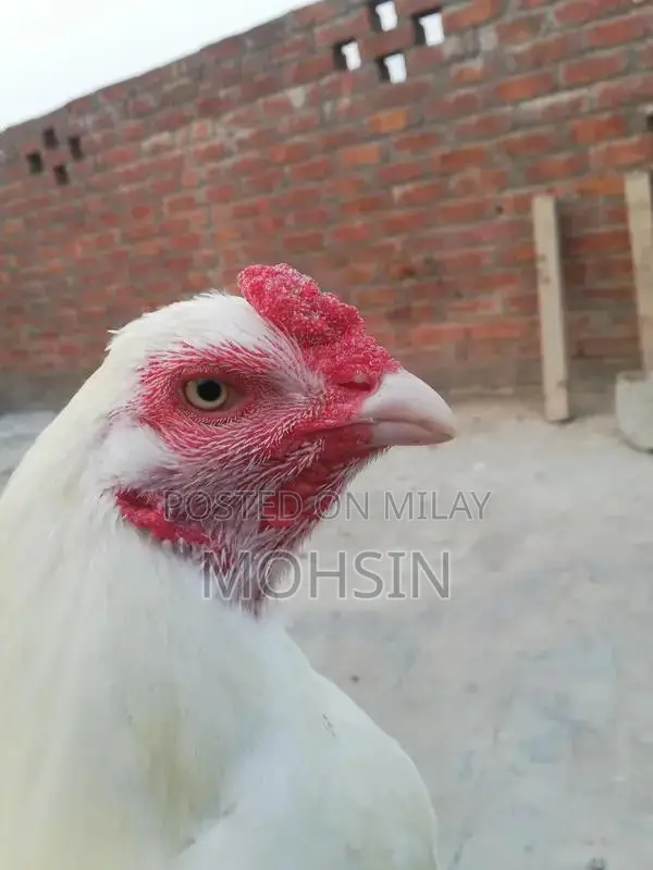 Premium Pure Aseel Chicken Breed - Young Adult Pair