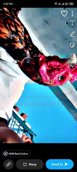 Photo - Fresh Live Poultry: Healthy Farm-Raised Murga and Murgi Chickens