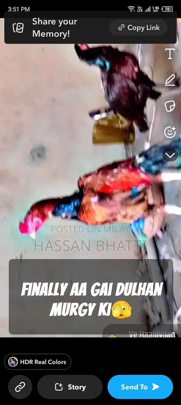 Fresh Live Poultry: Healthy Farm-Raised Murga and Murgi Chickens