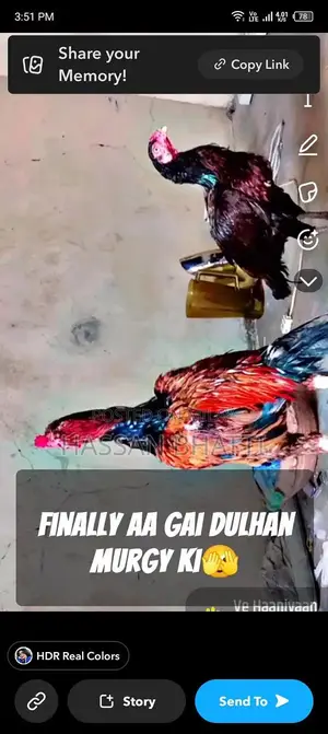 Fresh Live Poultry: Healthy Farm-Raised Murga and Murgi Chickens