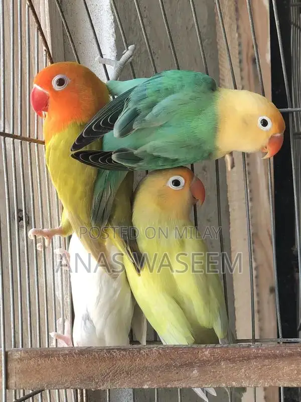 Rare Budgie Breeding Pair: Albino, Parblue Opaline, Green Palefellow