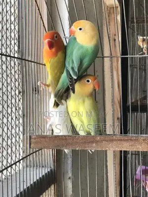 Rare Budgie Breeding Pair: Albino, Parblue Opaline, Green Palefellow