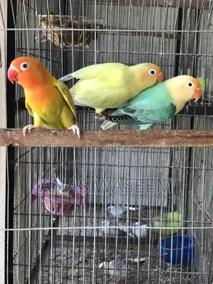 Rare Budgie Breeding Pair: Albino, Parblue Opaline, Green Palefellow