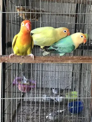 Rare Budgie Breeding Pair: Albino, Parblue Opaline, Green Palefellow
