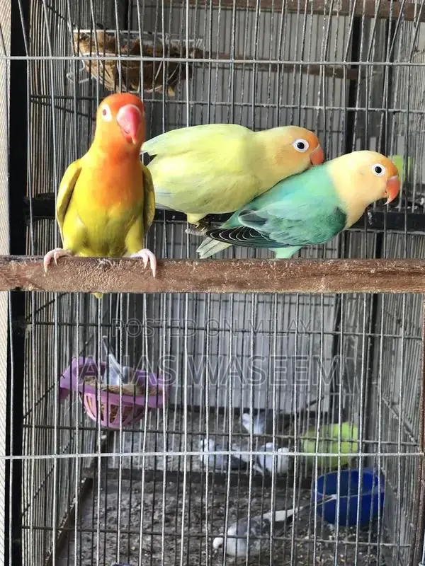 Rare Budgie Breeding Pair: Albino, Parblue Opaline, Green Palefellow