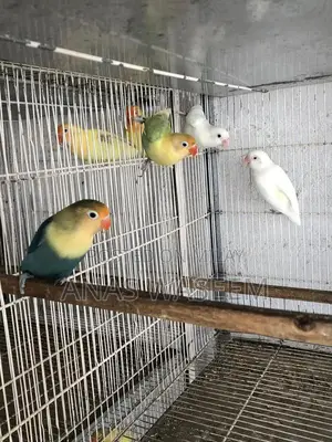 Rare Budgie Breeding Pair: Albino, Parblue Opaline, Green Palefellow