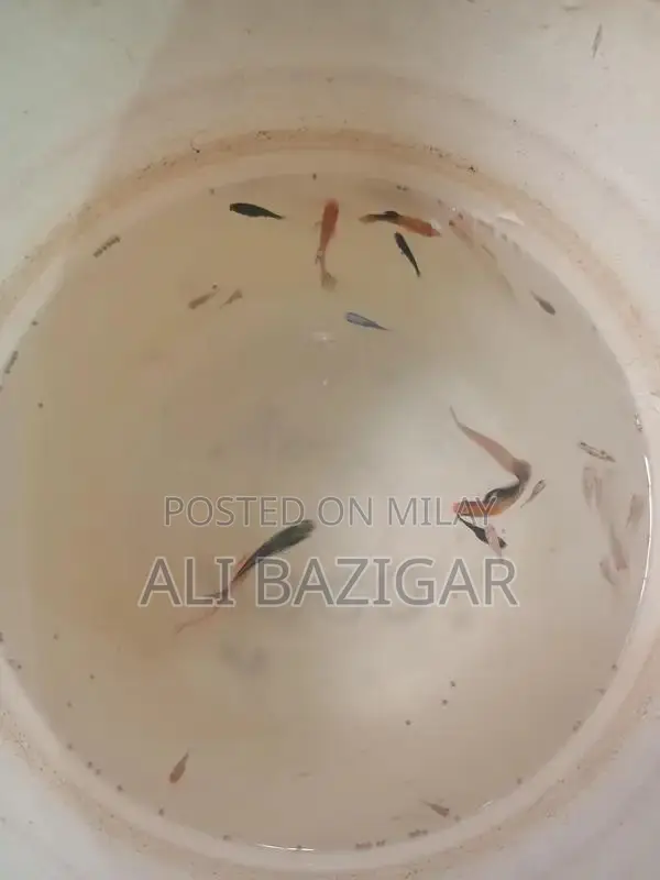 Freshwater Molly Fish - Aquarium Live Tropical Fish Species