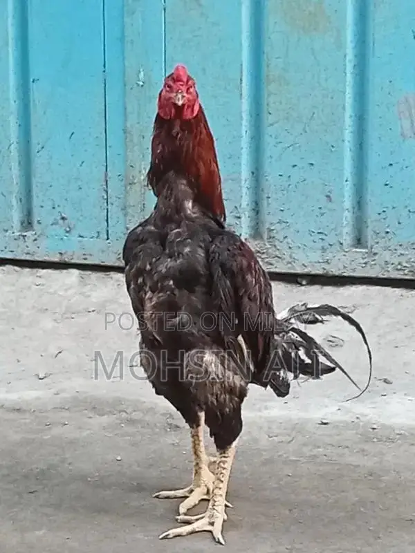 Premium Aseel Rooster - Pure Breed Poultry