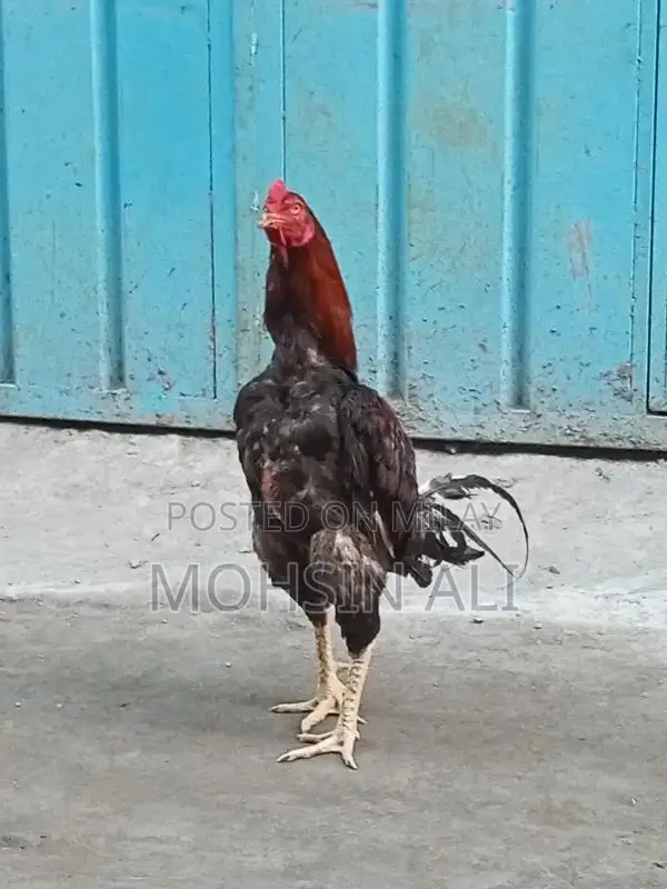 Premium Aseel Rooster - Pure Breed Poultry