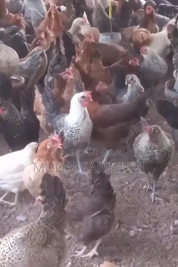 Golden Misri Star Chicken Breed Poultry Variety