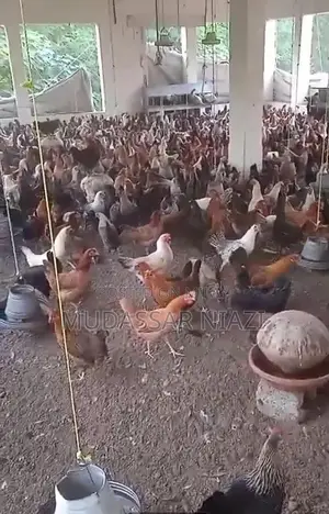 Golden Misri Star Chicken Breed Poultry Variety