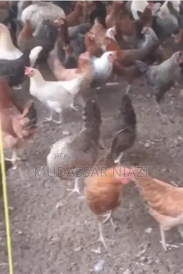 Golden Misri Star Chicken Breed Poultry Variety