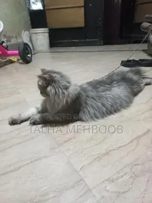 Photo - Grey Persian Cat - Charming and Well-Socialized Feline Companion