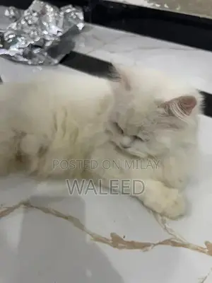 Photo - Persian Cat Breed: Dual-Coated Family Companion