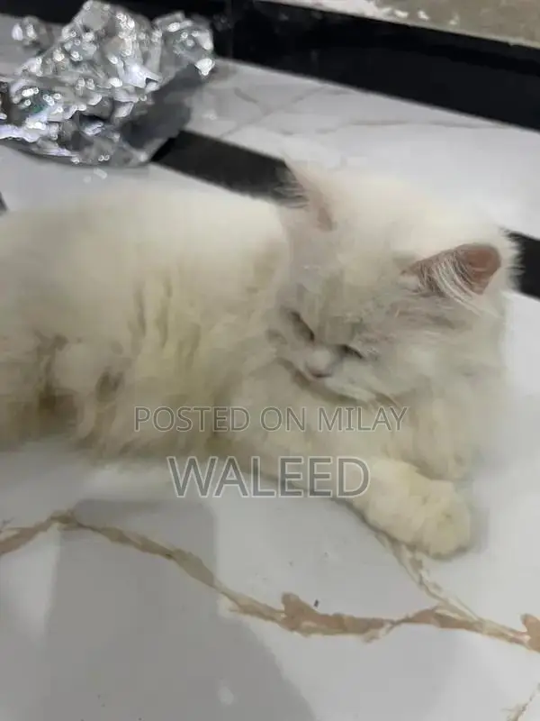 Persian Cat Breed: Dual-Coated Family Companion