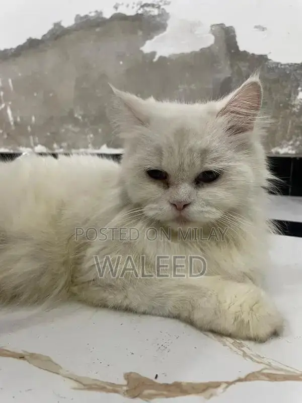 Persian Cat Breed: Dual-Coated Family Companion